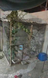 قفس پرنده معاوضه با گوسفند و بز