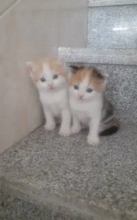 بچه گربه پدر پرشین شناسنامه دار مادر بریتیش