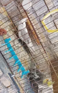 عروس هلندی تخم گذار
