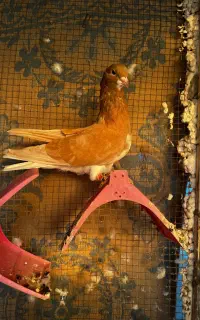 کبوتر خوش رنگ و مخمل