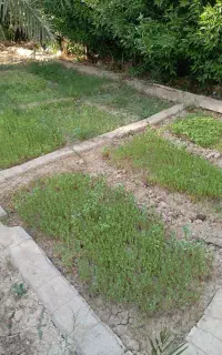کار باغبانی