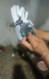 کفتر اس پرشی نرماده