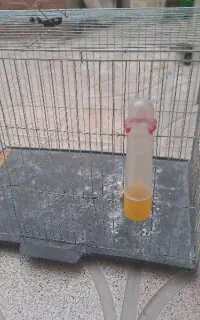 قفس قناری