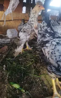جوجه