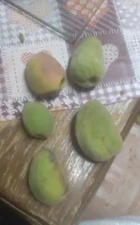بادام درختی