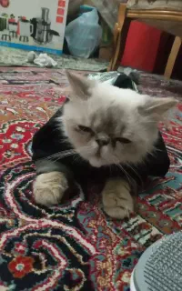 گربه پرشین ماده یکسال و نیم