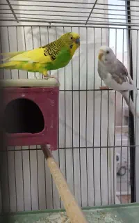 جفت مرغ عشق