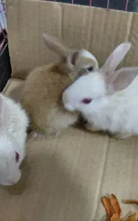 خرگوش چشم قرمز