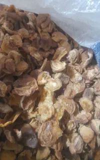 برگی زردآلو