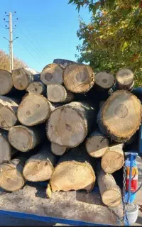 خرید درخت و چوب و هرس کاری درختان