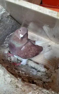 کبوتر کفتر دورگ