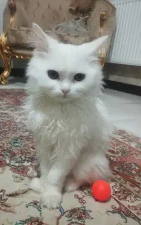 گربه پرشین