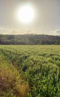 بذر یونجه