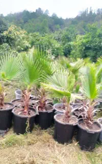 پالم واشنگتنی سطل زباله