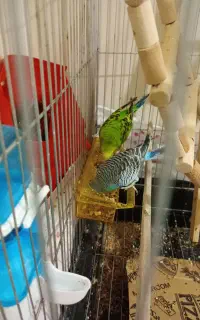 مرغ عشق جفت