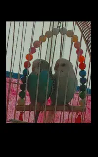 مرغ عشق ماده و نر و دستی
