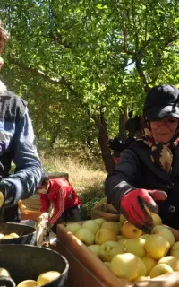 کارگر میوه چینی،انگورو گوجه و...