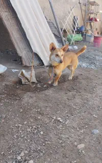 سگ پاکوتا ماده