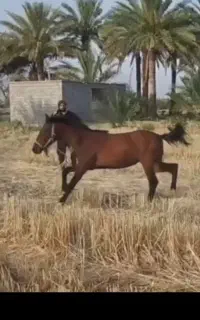 اسب نریان