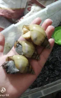 حلزون