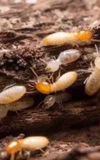 خدمات سمپاشی بهرامی سوسک ساس.  موریانه