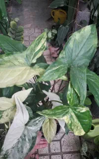 گل و گیاه