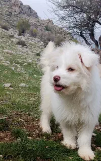 سگ چشم رنگی شیتزو