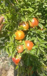 فروش انار سوپر ملس