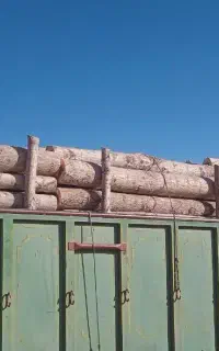 خرید درخت و برش با بهترین قیمت