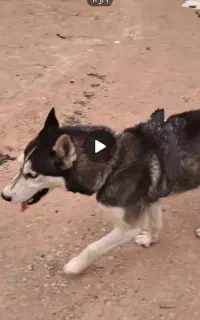 سگ هاسکی. سرحال فروشی