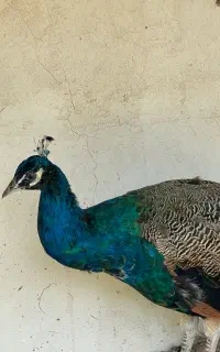 طاووس