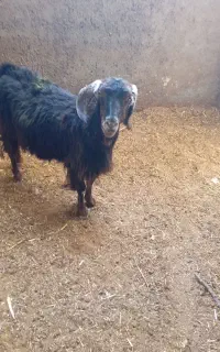 پنج عدد بزغاله