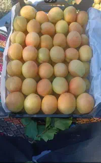 فروش زردآلو درجه یک مستقیم از باغدار
