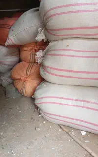 کاه گندم