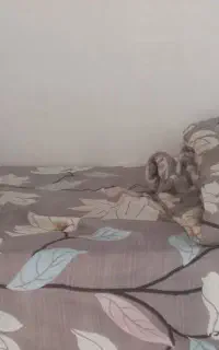 تشک تخت
