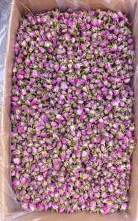 غنچه گل محمدی