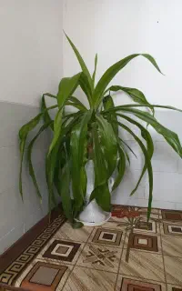 گل سوسن ۸ساله