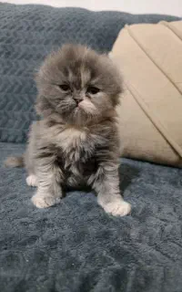 بچه گربه اسکاتیش و پرشین