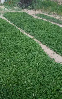 نهال گوجه فرنگی