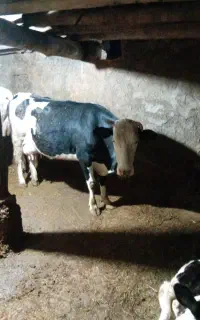یک عدد گاو شیری با گوساله نر