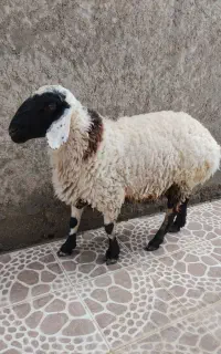 گوراند ۲دندان