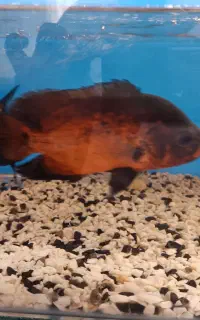 ماهی گوشتخوار آکواریوم