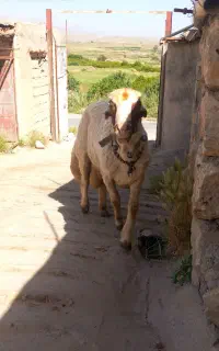 قوچ نازار