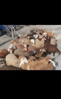 نژاد افشار و مغان در شهریار اندیشه