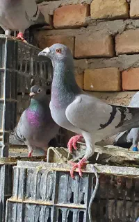 کبوتر آلمانی