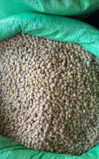 عدس یک تن عمده