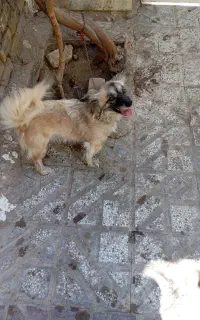 سگ خارجی