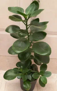 کالانکوئه یا همون قاشقی