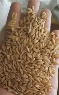 گندم دیم امسال