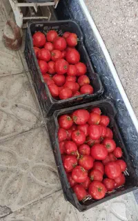 گوجه‌فرنگی ربی